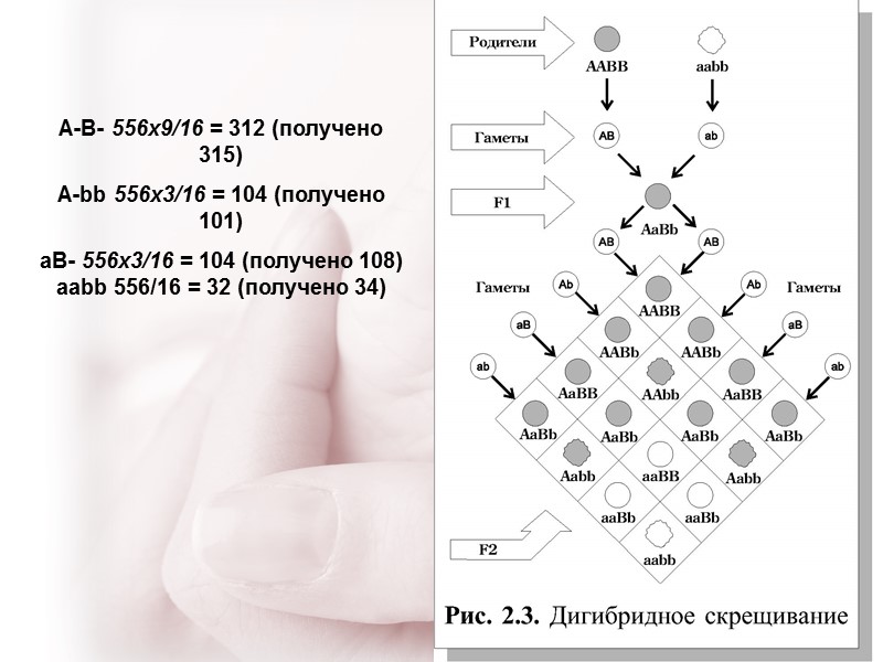 А-В- 556х9/16 = 312 (получено 315) А-bb 556х3/16 = 104 (получено 101)  аВ-